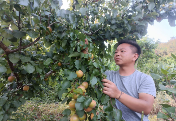 先鋒模范 | 林間逐夢助振興——楚雄市返鄉“新農人”彭程創業成長記(圖1)