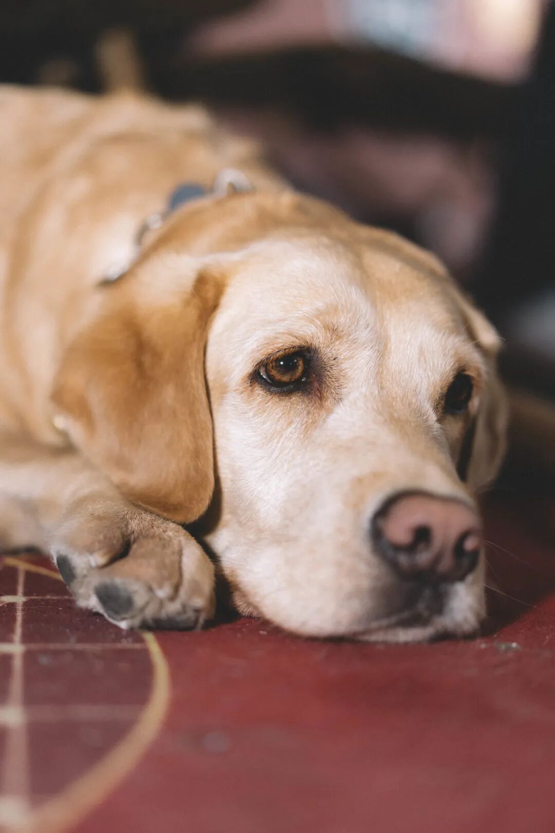 北京愛心大使 盲友組樂隊，把耳朵叫醒！(圖9)